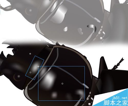 flash繪制昆蟲――螻步甲