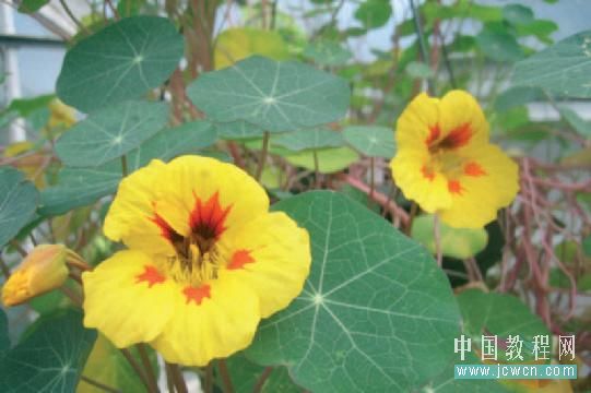 Flash cs3仿真藝術(shù)設(shè)計3.6：運(yùn)用遮罩打造焦點(diǎn)效果_中國教程網(wǎng)