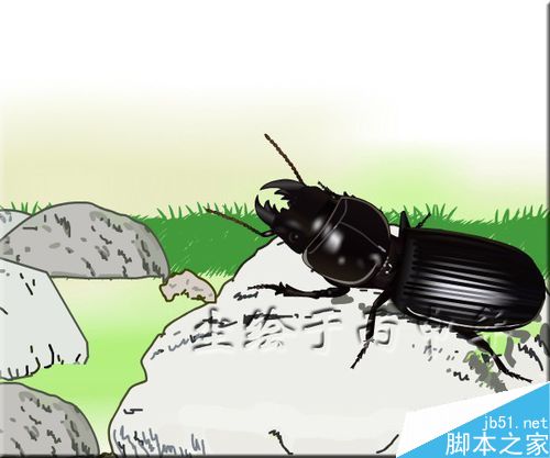 flash繪制昆蟲――螻步甲