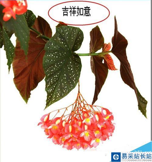 怎么樣用光影魔術手給圖片添加文字？