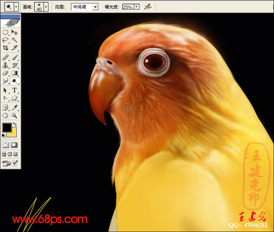 photoshop鼠繪:栩栩如生的鸚鵡_webjx.com