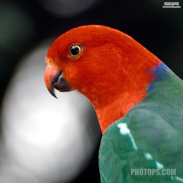 photoshop通道教程:修復通道調圖片-網頁設計