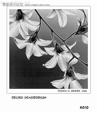 photoshop巧用濾鏡制作滴墨成花動畫_網頁設計
