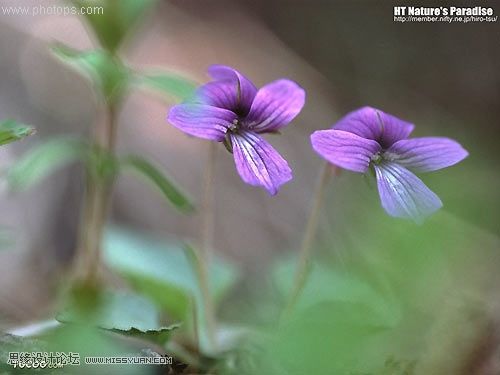 photoshop巧用濾鏡制作滴墨成花動畫_網頁設計