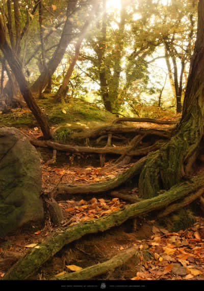 photoshop照片合成:制作奇幻森林場景_網(wǎng)頁設(shè)計(jì)