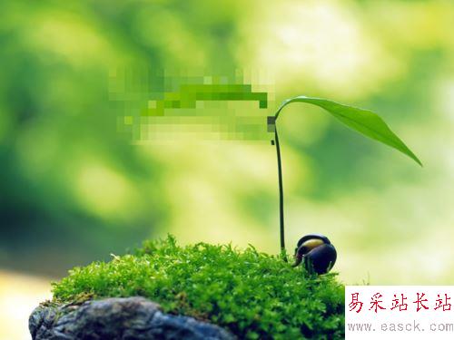 ppt給圖片添加馬賽克的設置方法