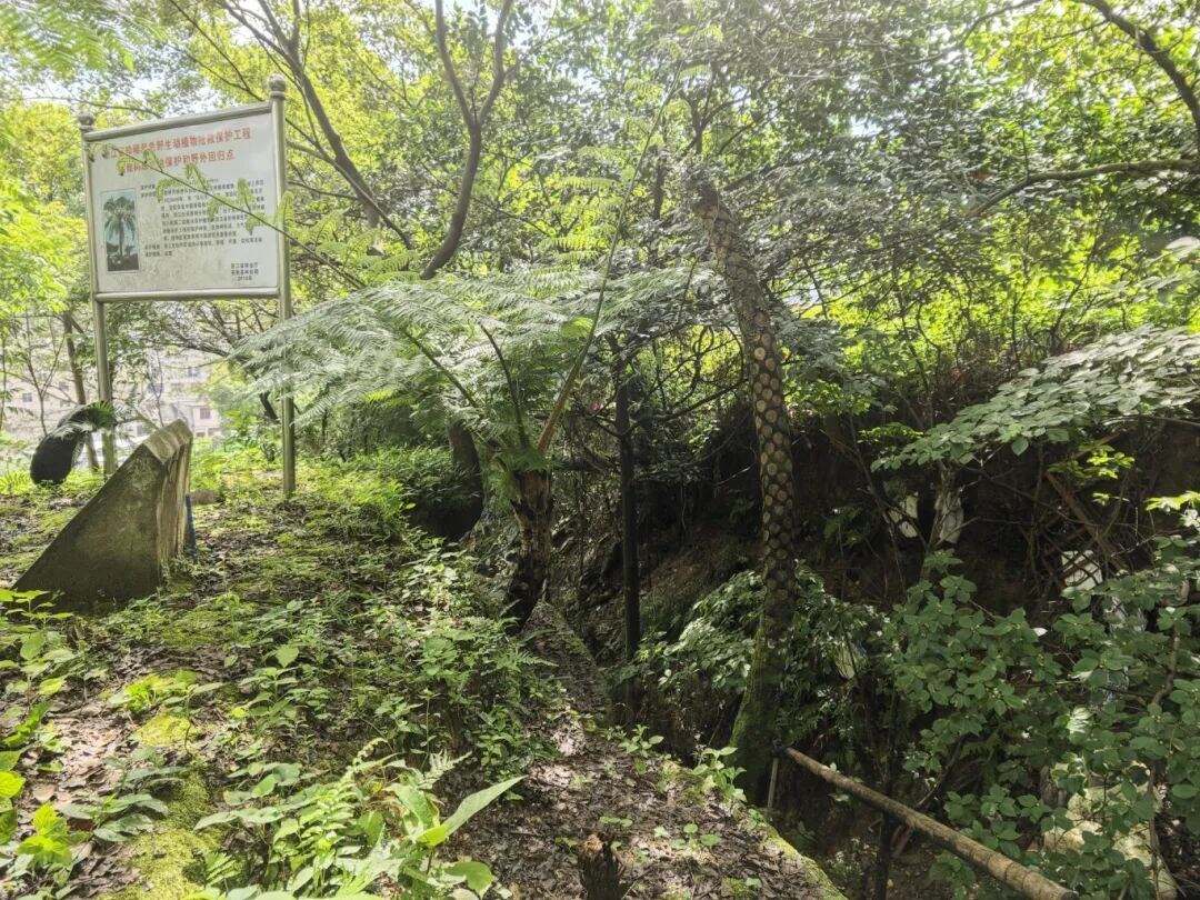 3.6億年前的樹種活了 曾是恐龍口糧